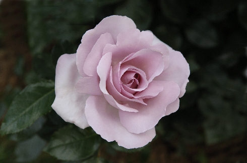 La Rose du Petit Prince - Rosen von Delbard
